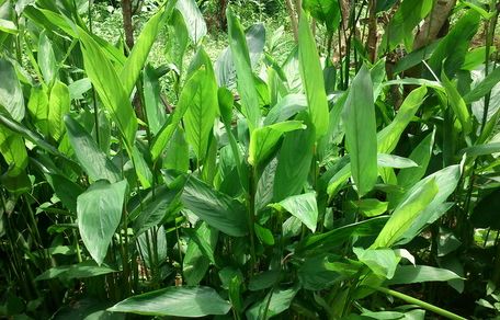 Bentuk Tanaman Garut (Maranta Arundinacea)